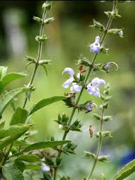 Image result for Salvia stenophylla