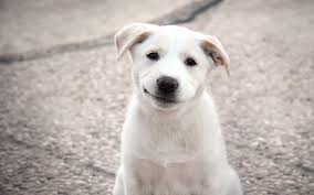 Masaustu Beyaz Gulumseme Kopek Yavrusu Sincap Memeli Gibi Kopek Kopek Cins Grubu Etobur Kopek Turu Sokak Kopegi Berger Blanc Suisse Korece Jindo Kopegi Canaan Kopegi Companion Dog Sporting Group Pungsan Dog