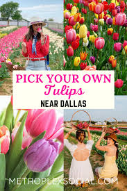 Maybe you would like to learn more about one of these? Texas Tulips Lets You Pick Your Own Bouquet At This Farm Near Dallas Metroplex Social