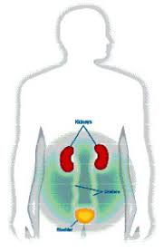 Posterior to the intestinal tract d. Dialysis Clinic Inc Kidney Function