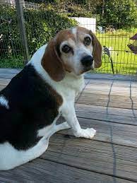Adopt Maggie On Petfinder Beagle Dog Adoptable Beagle Boxer Mix