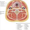 Neck and head muscles head neck and shoulder muscles the muscles of the head trunk and muscle diagrams may 10 2018 head and neck learn all about it at kenhub. 1