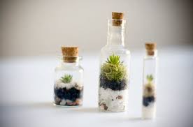 Mini Succulent Terrarium Set Of 3 Diy Glass Vial Terrarium Etsy Succulent Garden Diy Succulent Terrarium Diy Succulent Terrarium