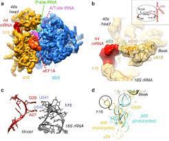 What is the difference between mrna trna and rrna? Ribosomal 18s Rrna Base Pairs With Mrna During Eukaryotic Translation Initiation Nature Communications