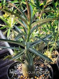 Image result for Ctenium somalense