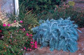 Image result for Cineraria deltoidea