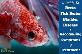 How To Treat Betta Fish Swim Bladder Disease Or Disorder Sbd Swim Bladder Disease Betta Fish Fish Swimming