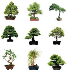 Bonsai can be grown with a number of different plants and trees. Bonsai Tree Complete Guide How To Grow And Care For Bonsais