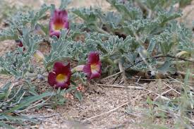 Image result for Harpagophytum procumbens