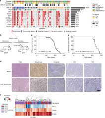 Luego de actualizar a windows 10 me encontré con algunos problemas como el del touchpad. Comparative Oncogenomics Identifies Combinations Of Driver Genes And Drug Targets In Brca1 Mutated Breast Cancer Nature Communications