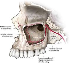 Image result for Maxillary Sinus
