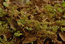 Image result for Polycarpon prostratum