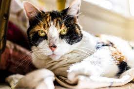 It is typically found in cats 7 years and older that are overweight. Kidney Failure In Cats Symptoms Diagnosis Treatment All About Cats