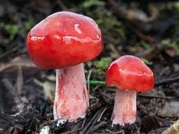 Image result for Russula flavida