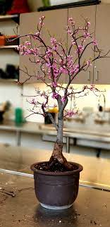 See more ideas about bonsai, bonsai tree, bonsai garden. Cercis Canadensis Redbud Bonsai Ace Of Hearts Colorado Rocky Mountain Bonsai Suiseki