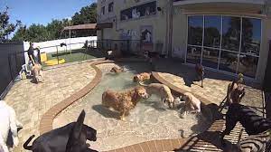 All american pet resorts punta gorda. All American Pet Resorts Punta Gorda 6101 Duncan Rd Punta Gorda Fl 33950 Yp Com