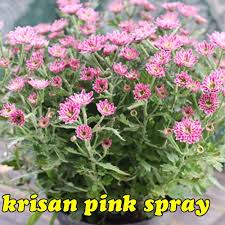 Dari sekian banyak jenis bunga krisan, beberapa jenis bunga krisan paling populer sangat cocok untuk anda jadikan pilihan diantaranya Jual Bunga Krisan Pink Aster Pink Spray Di Lapak Klub Bunga Bukalapak