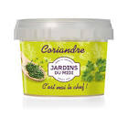 Coriandre