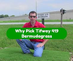 A perennial grass, bermuda turns brown in the. Why Pick Tifway 419 Bermudagrass Houston Grass South