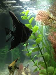 My Marbled Angel Getting Ready To Start Laying Eggs Angel Fish Egg Laying Plant Leaves