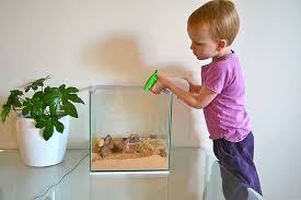 We did not find results for: Pets For Children How About Hermit Crabs How We Montessori