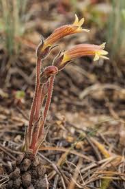 Image result for Orobanchaceae