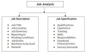 The Difference Job Description Vs Job Specification Vs Job Analysis Job Specification Job Analysis Job Description