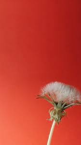 Vertical Timelapse Video Of A Dandelion Flower Blooming On A Red Background Video Dandelion Flower Dandelion Dandelion Plant