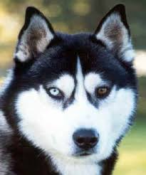 Siberian Husky Black And Blue Eyes Siberian Husky Husky With Blue Eyes Husky Eyes Siberian Husky