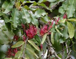 Image result for Agelanthus krausei