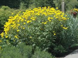 Image result for Rudbeckia laciniata