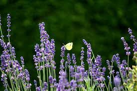 And indeed, those who disbelieve would almost make you slip with their eyes when they hear the it's not for nothing that allah taught his prophet to seek refuge with him from the evil of the envier in a surah you should use yourself for protection: 15 Plants That Purify The House