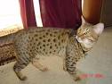 Our Kittens - LeopardUs Cheetoh Cats