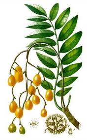 Image result for Spondias mombin