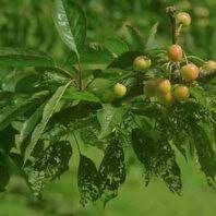 Cherry: Prunus necrotic ringspot | Hortsense | Washington State University