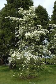 Shop at saks off 5th today. Cornus Eddie S White Wonder
