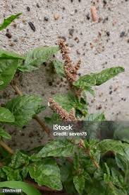 Image result for Amaranthus deflexus
