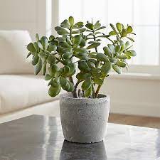 5 Common Houseplants Toxic To Children And Pets By Succulent Studios Medium