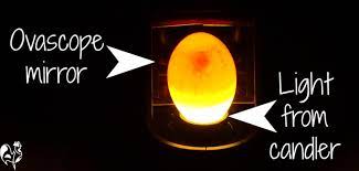 Fly out with a big statement with our large candle eggs. Candlers For Chicken Eggs Are Brinsea S Value For Money
