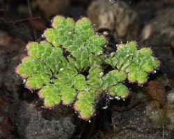 Image result for Azolla