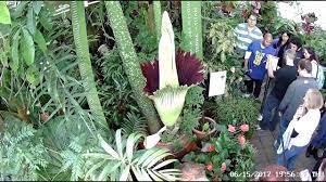 Corpse Flower Initial Blooming San Francisco Conservatory Of Flowers Corpse Flower Flowers Bloom