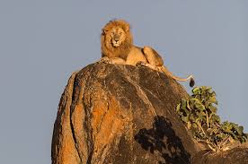 The Real Lion King: Photographing a ...