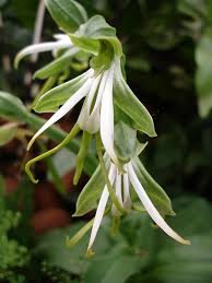 Image result for Bonatea antennifera