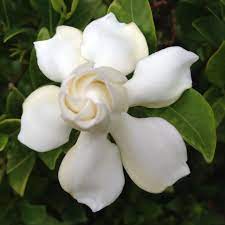 Gardenia My Favorite Scent And Flower Pretty Flowers Beautiful Flowers Flower Beauty