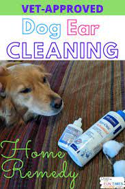 How To Clean Treat A Dog S Itchy Smelly Ears Vet Approved Products To Use Dogs Ears Infection Cleaning Dogs Ears Ear Infection Remedy