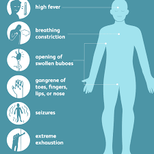 Bubonic Plague Causes Symptoms And Treatment