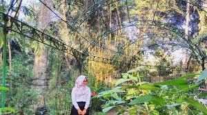 Namun setiap hari senin, ragunan dijadwalkan tutup. Taman Kupu Kupu Gita Persada Wisata Keluarga Dan Spot Romantis Dalam Kota Lampung Co