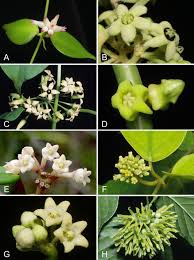 Image result for Marsdenia sylvestris