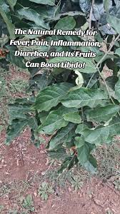 Image result for Ehretia cymosa