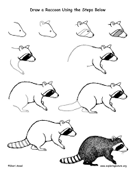 Raccoon Drawing Lesson Exploring Nature Educational Resource Raccoon Drawing Raccoon Art Animal Drawings